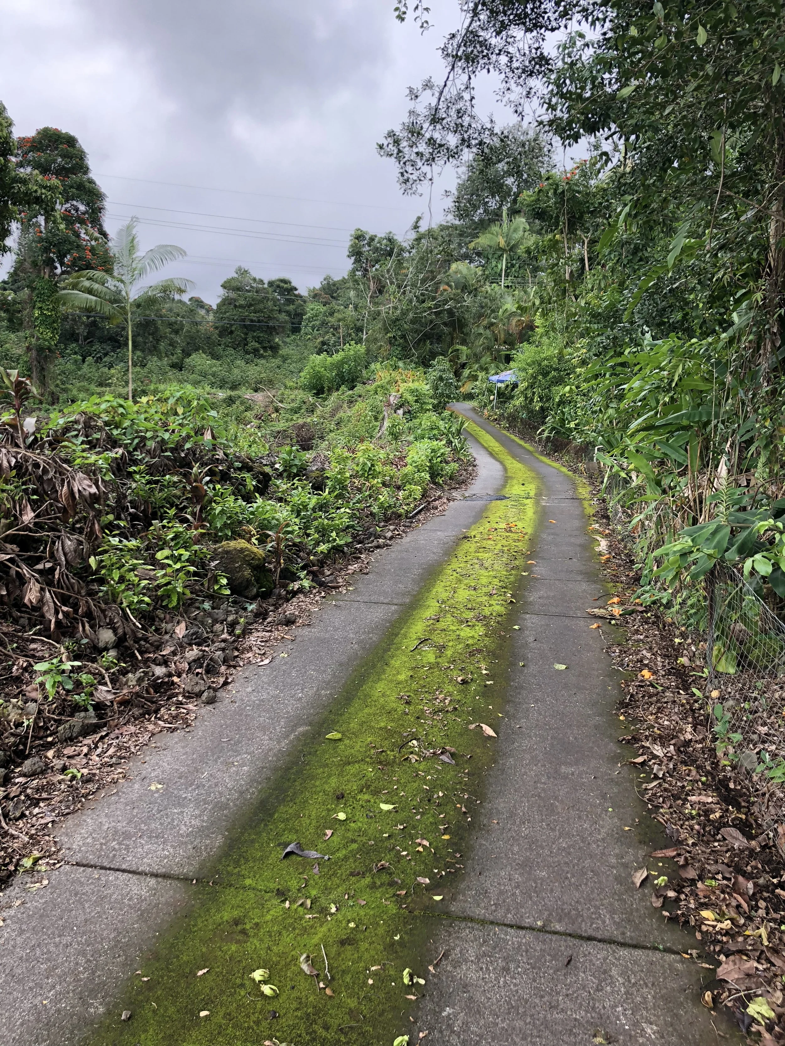 The path to and from my coffee farm rental house.