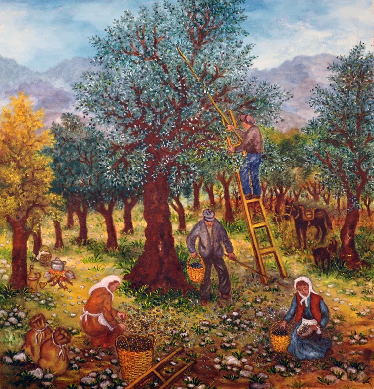 Olive Harvesting