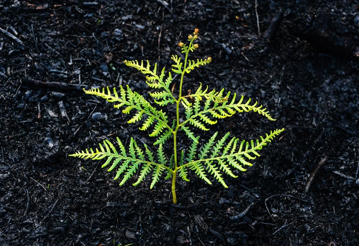 Ash Wednesday Service &amp; Soup Supper