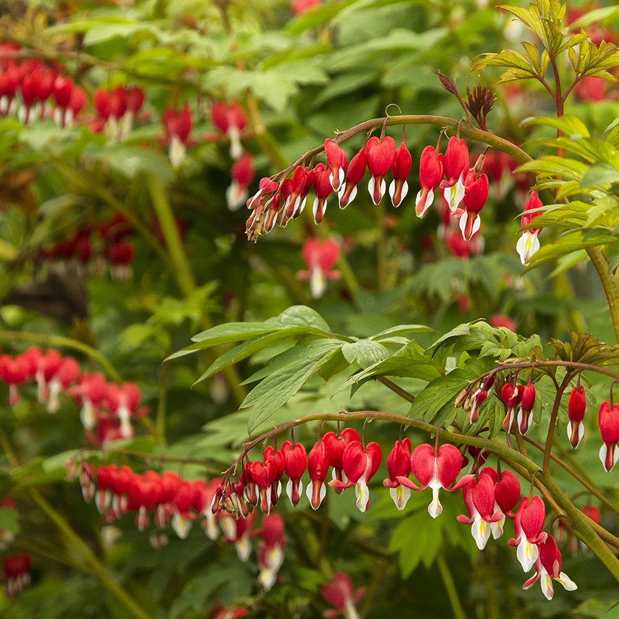 Firewood &amp; Bleeding Heart Available