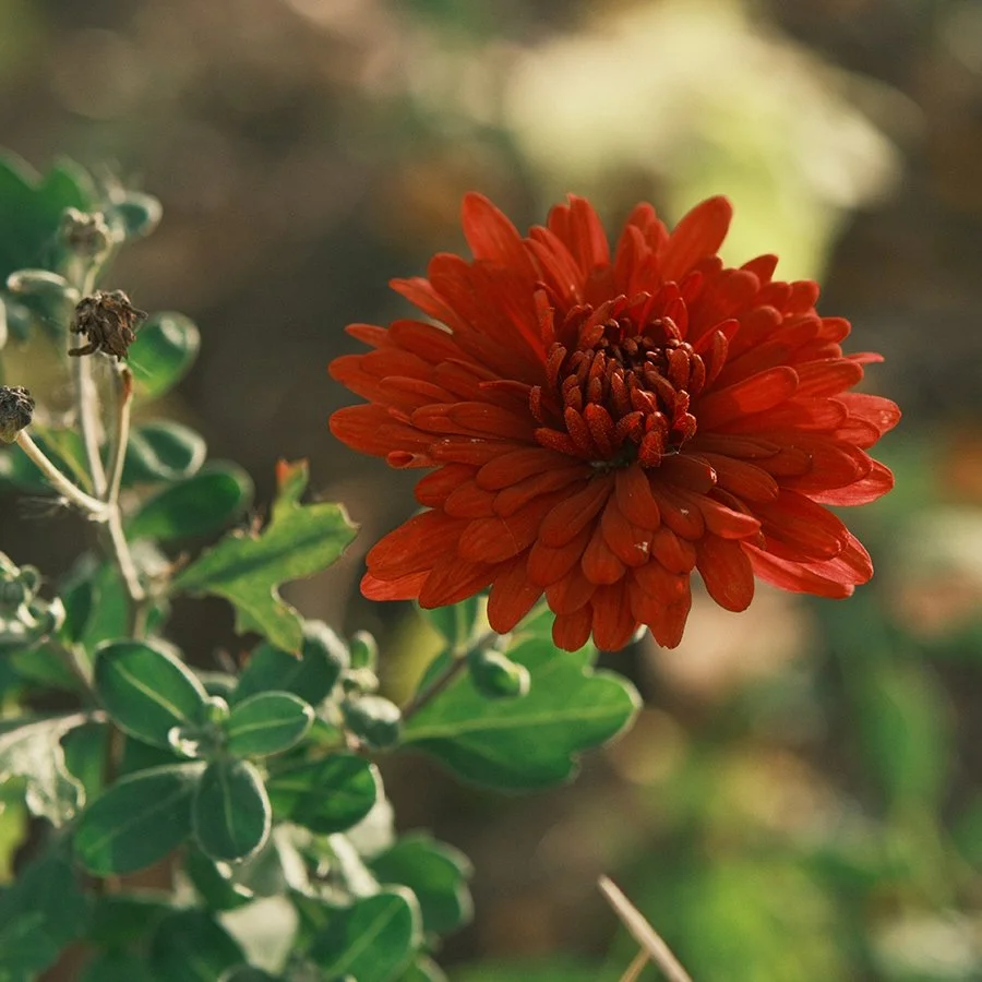 DSCF1012 sm.jpg