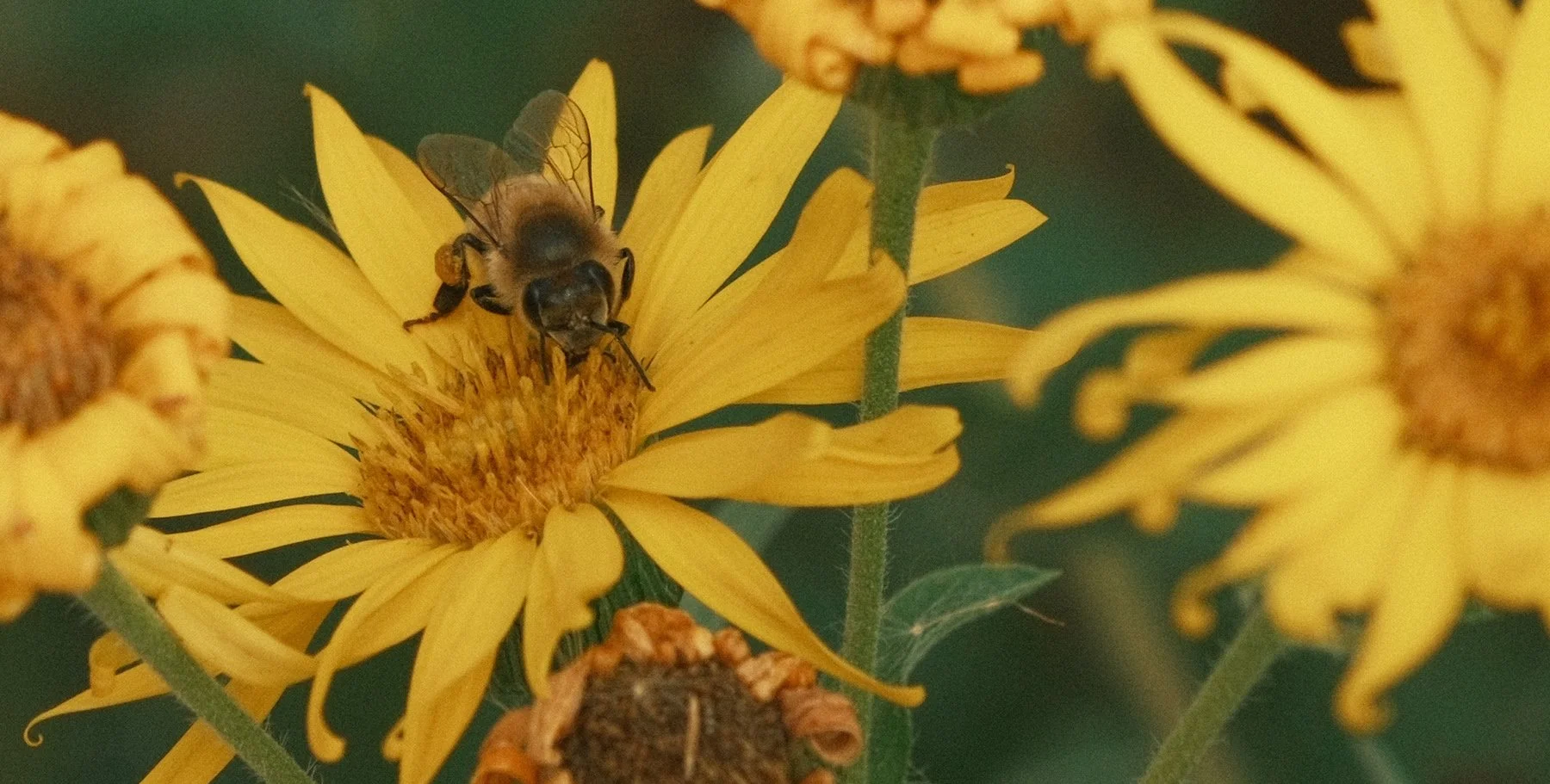 DSCF1016 sm.jpg