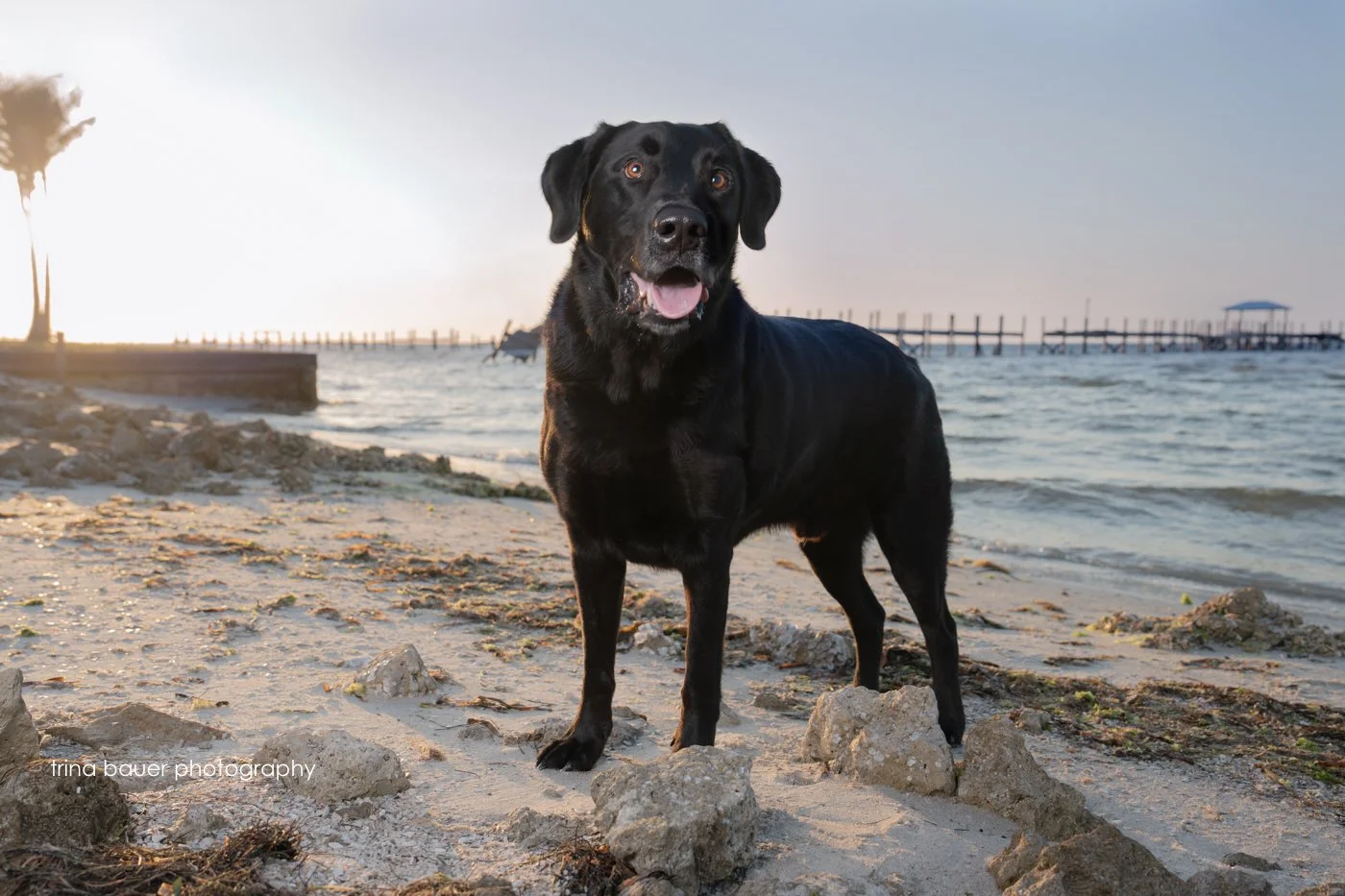 black lab standing on beach in Pine Island Florida