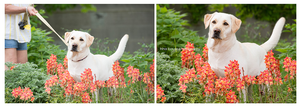 yellow.lab.before.after