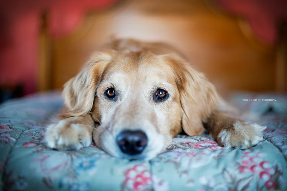 Izzy.bed.jpg
