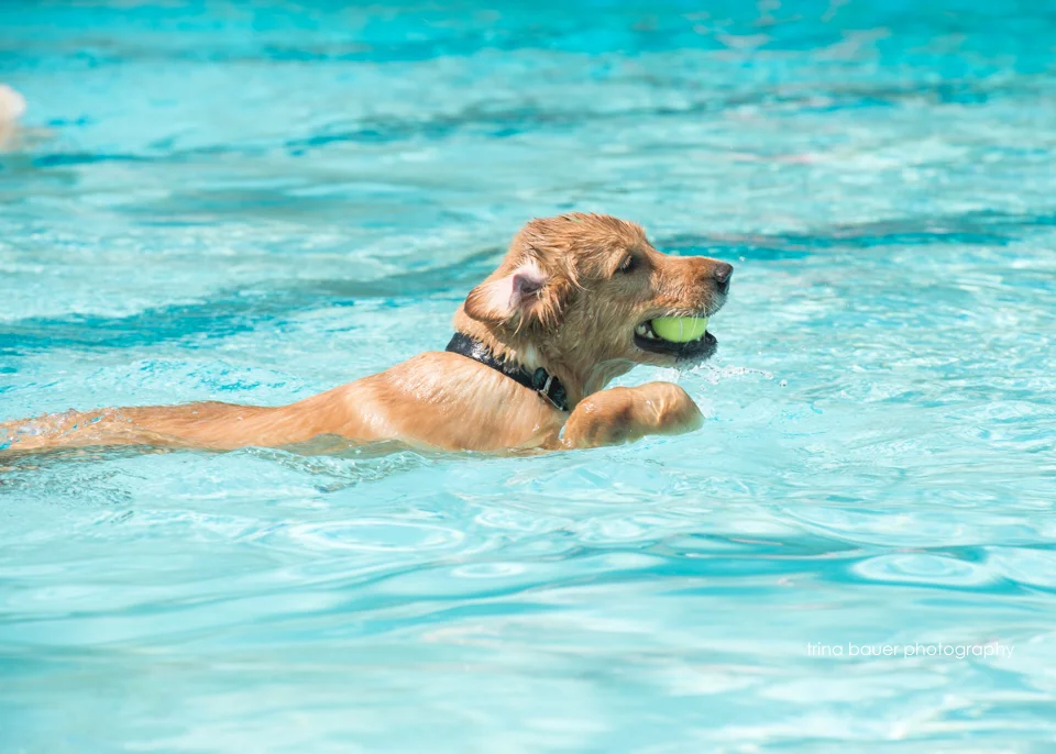 Paws-A-Pool-Ooza-27.jpg