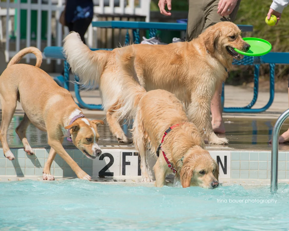 Paws-A-Pool-Ooza-35.jpg