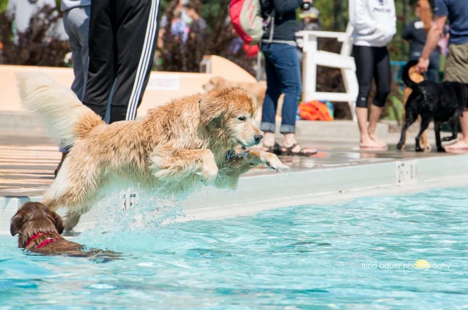 Paws-A-Pool-Ooza-57.jpg