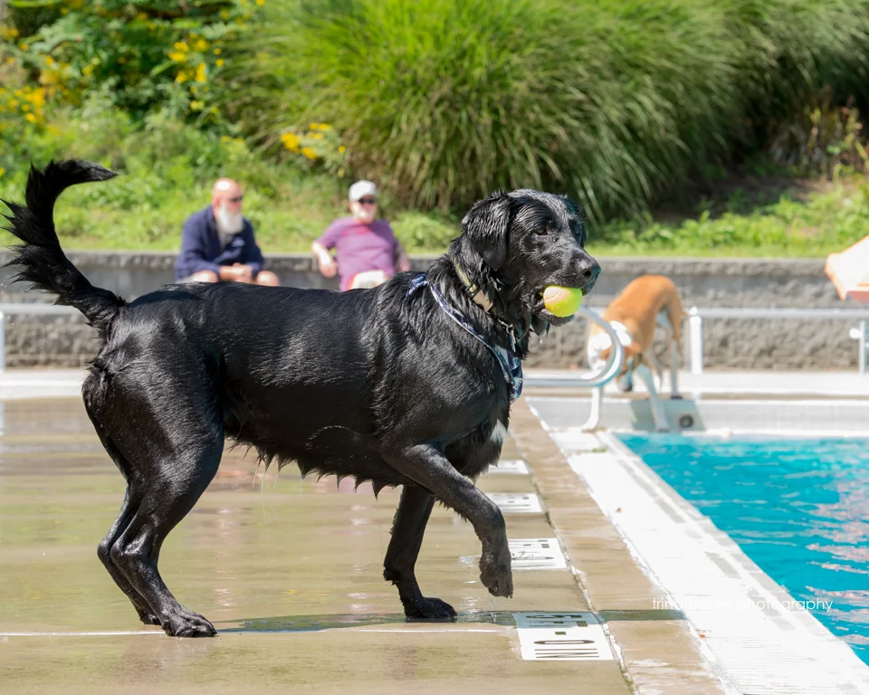 Paws-A-Pool-Ooza-58.jpg