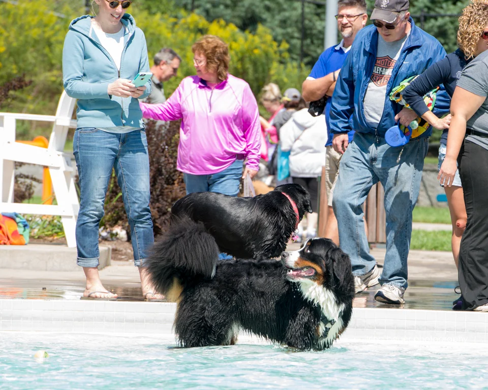 Paws-A-Pool-Ooza-60.jpg