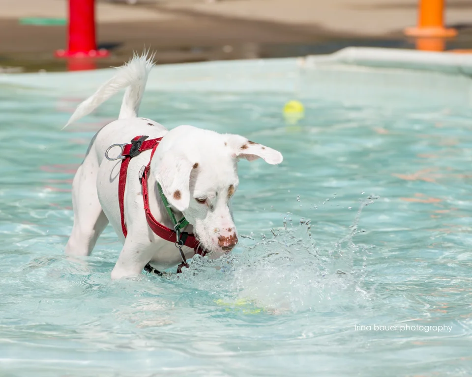 Paws-A-Pool-Ooza-66.jpg