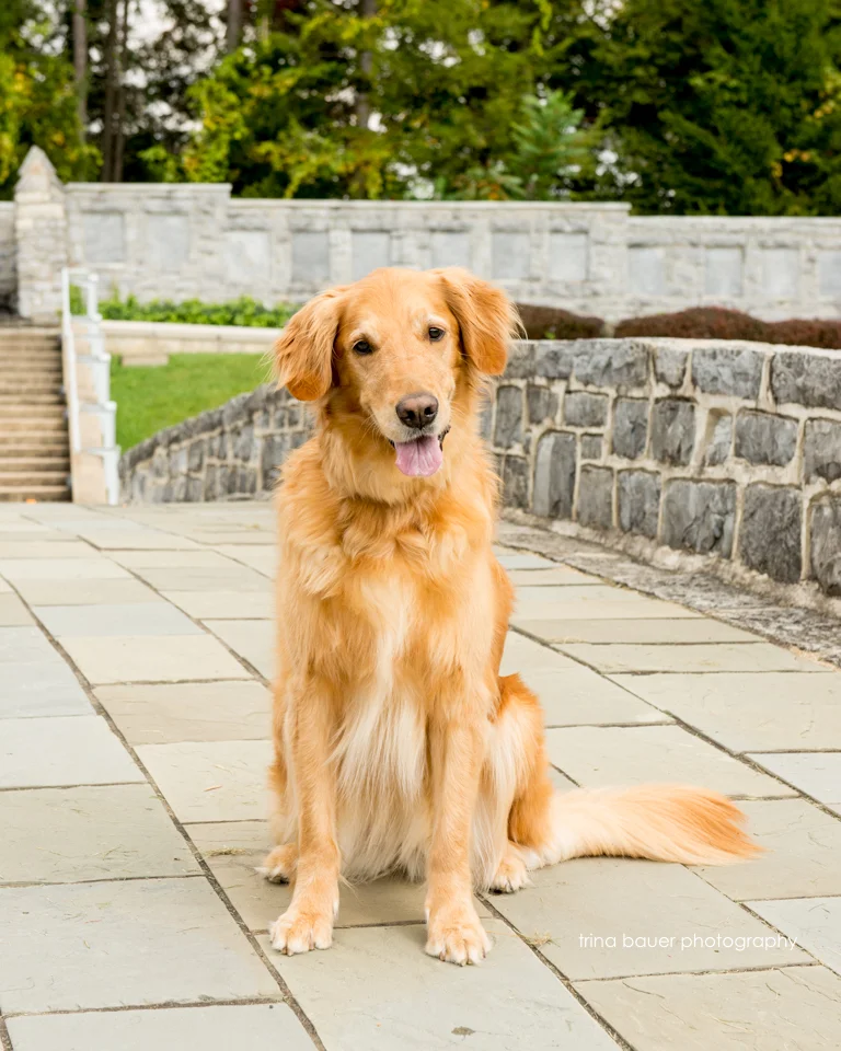 Bark for Life-7.jpg