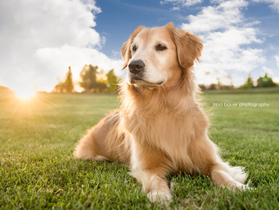 Izzy.goldenhour.bluesky-2.jpg