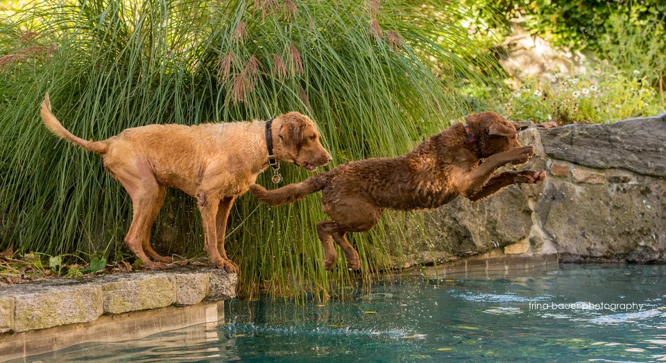 Chesapeake.Bay.Retrievers.pool.diving.jpg