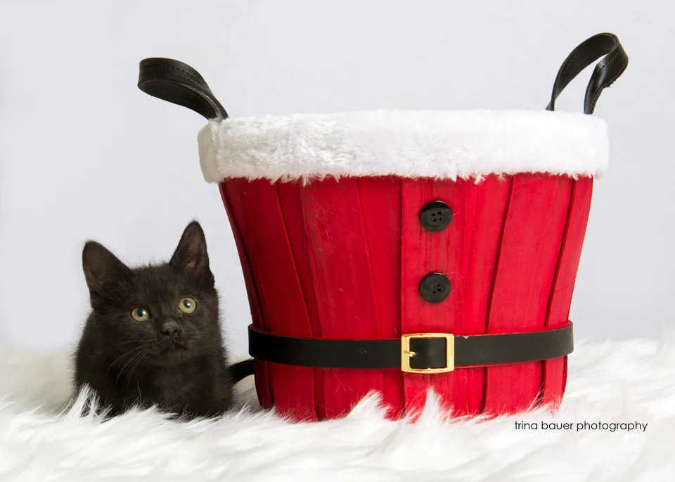E kitten II.jpg