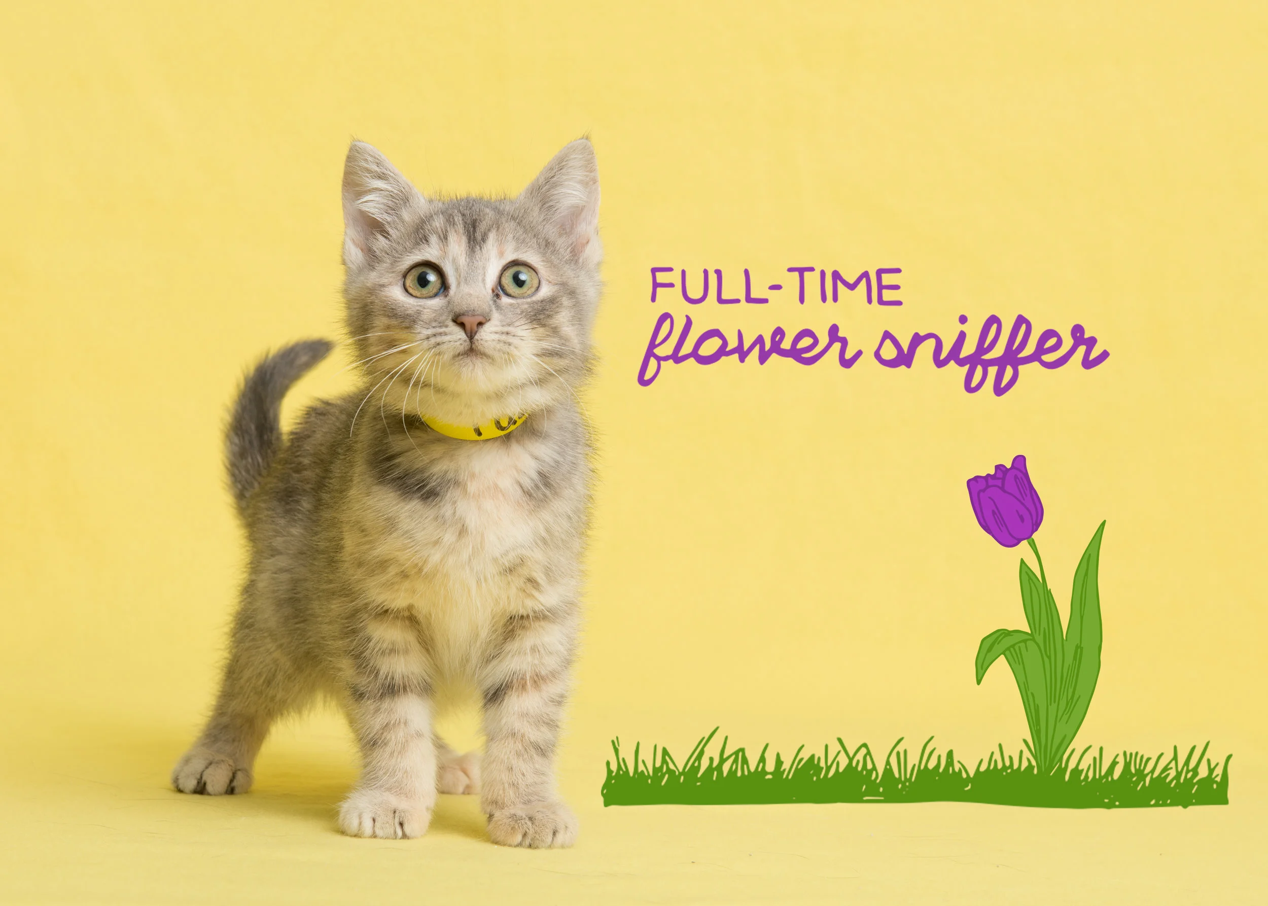 Tulip.jpg