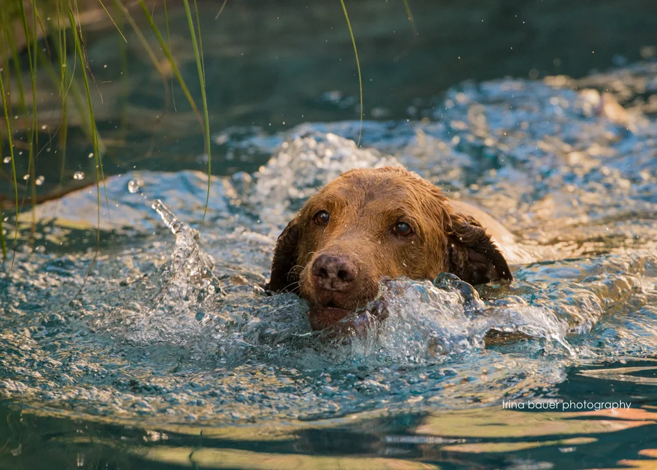 Chesapeake.Bay.Retriever.pool.swimming.jpg