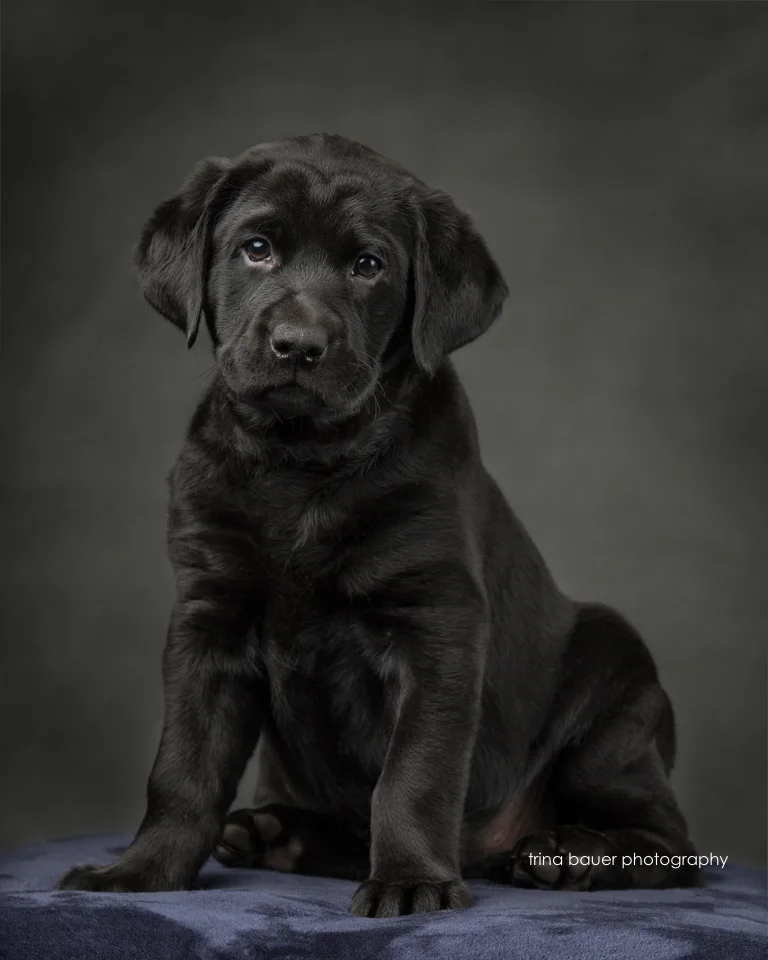 black.lab.black.backdrop
