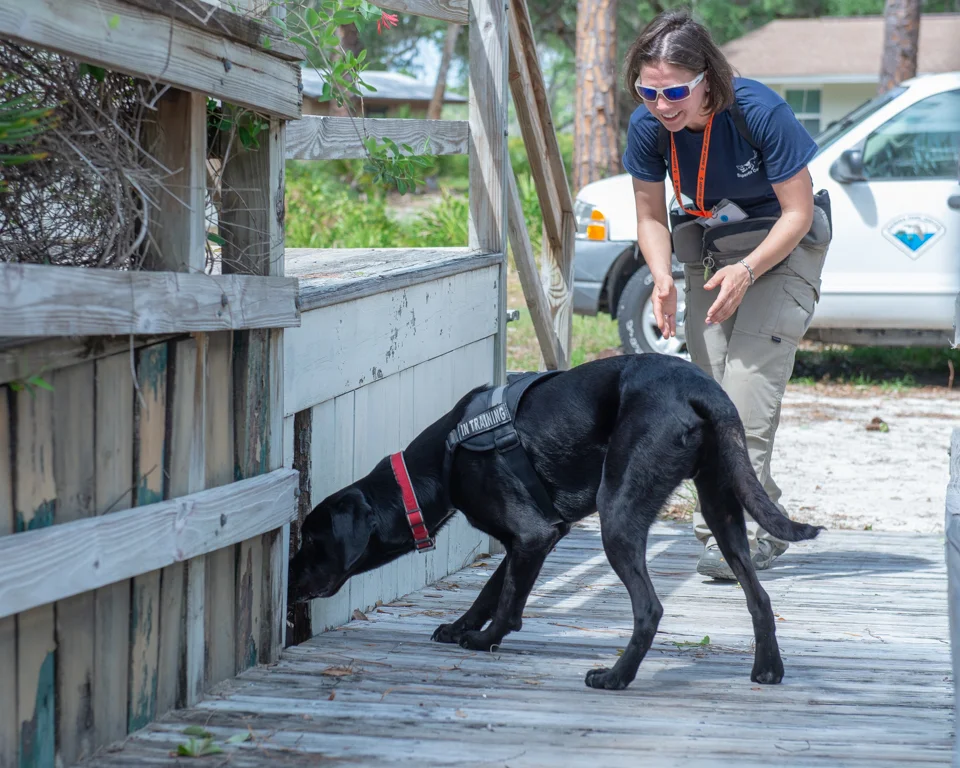 k9 search and rescue seminars