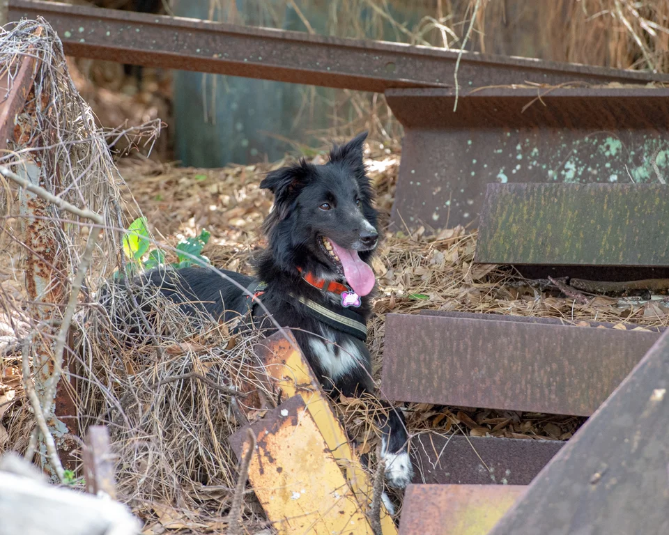 k9 search and rescue seminars