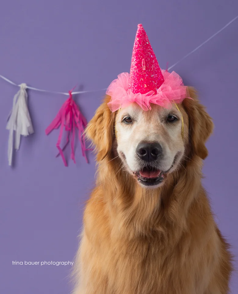 golden retriever birthday hat