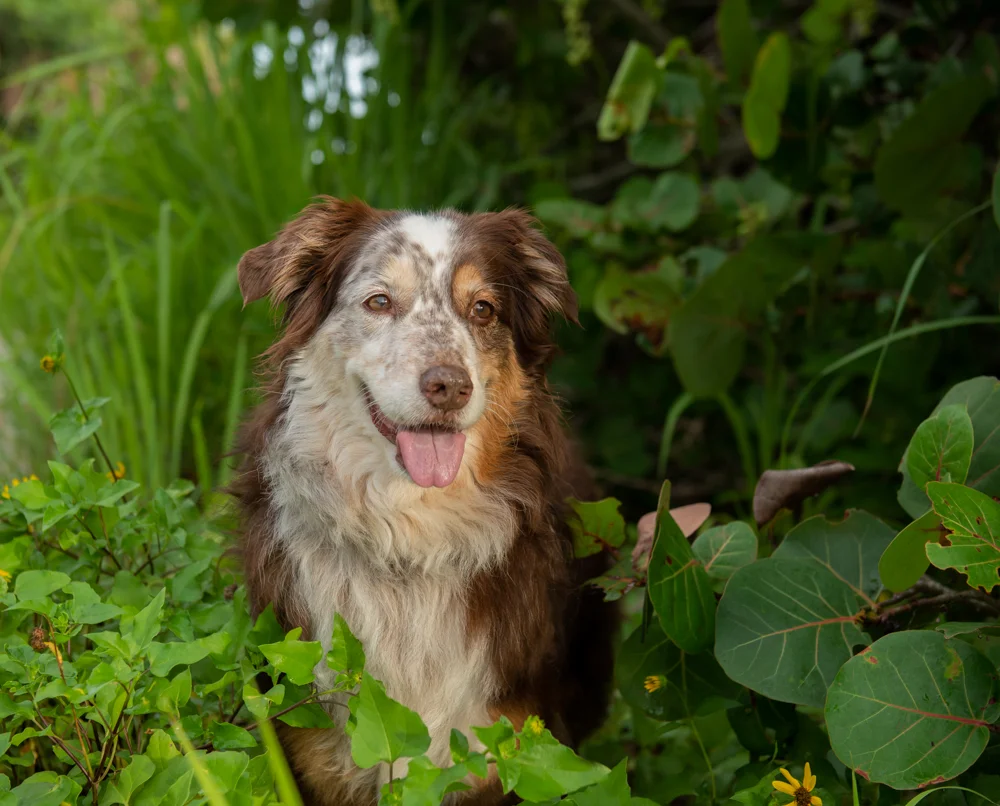 Preparing your dog for your session