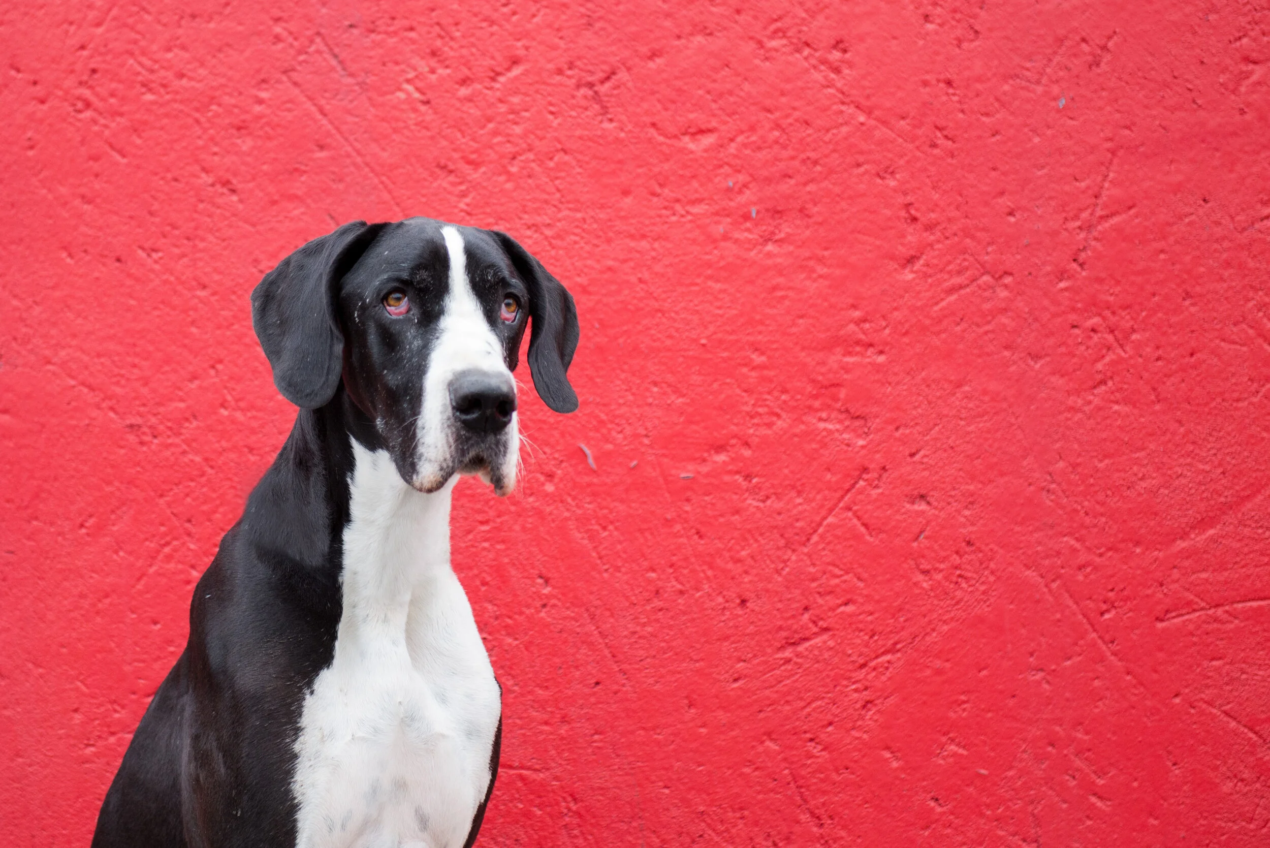 Pet Dog Photography