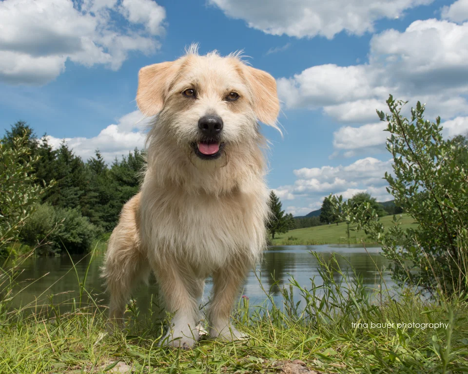 Toxic Algae is killing our dogs