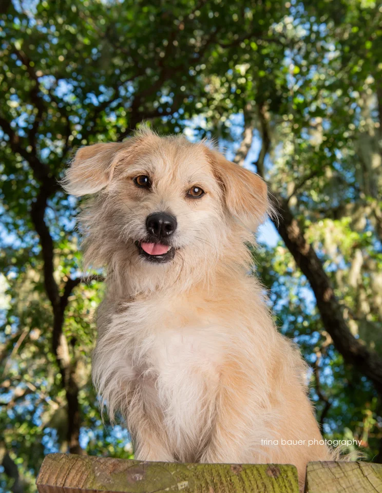 Are "likes" really that important?