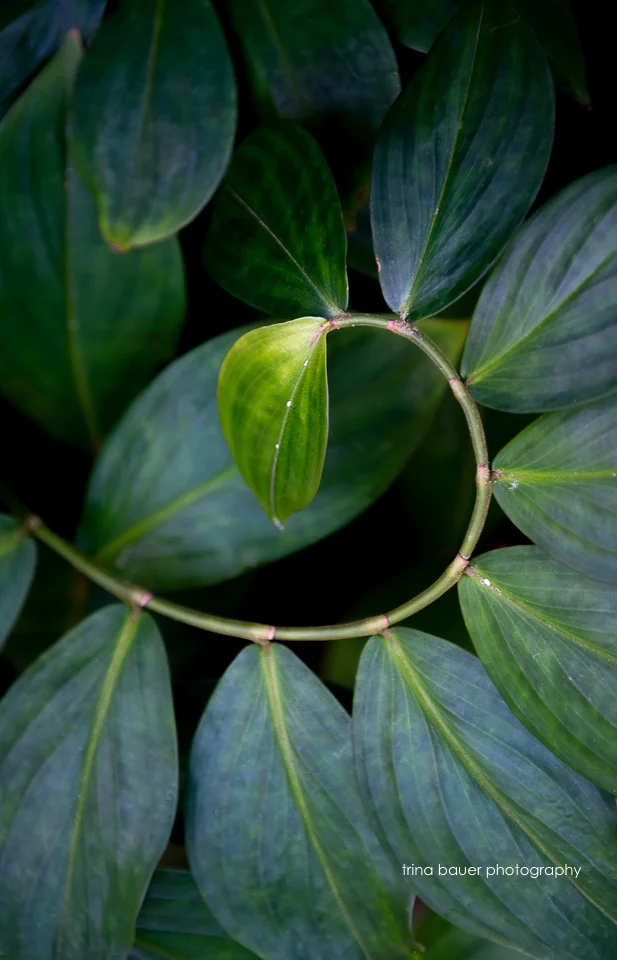 Springtime at Selby Gardens