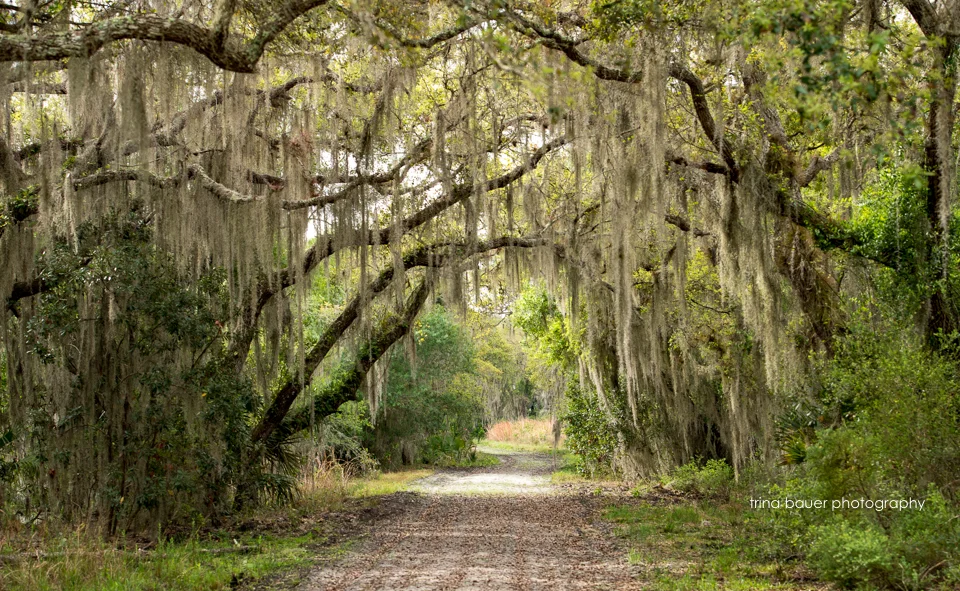 Outdoor Adventure: Myakka River State Park