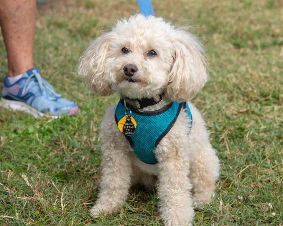 Bark for Life of Venice FL