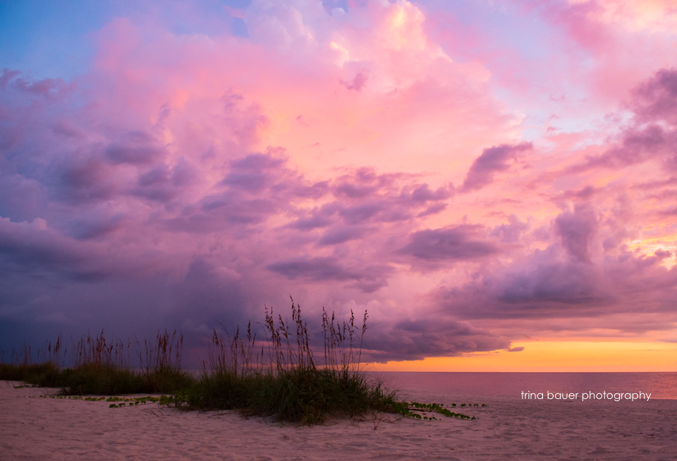 How my dogs helped me cope