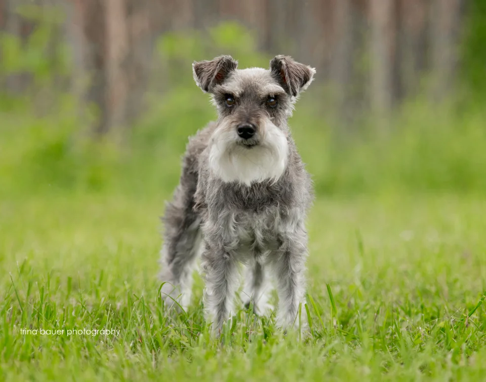 Hazel | State College pet photography session