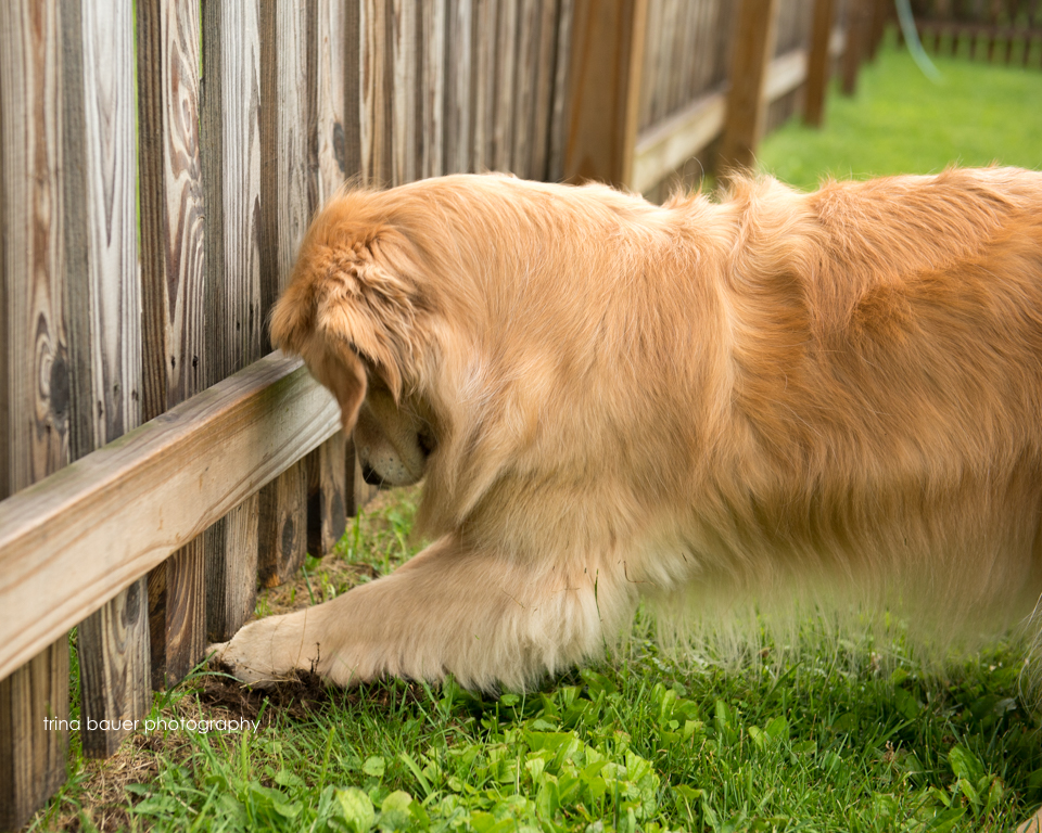Lessons from the dog - keep digging until you find buried treasure