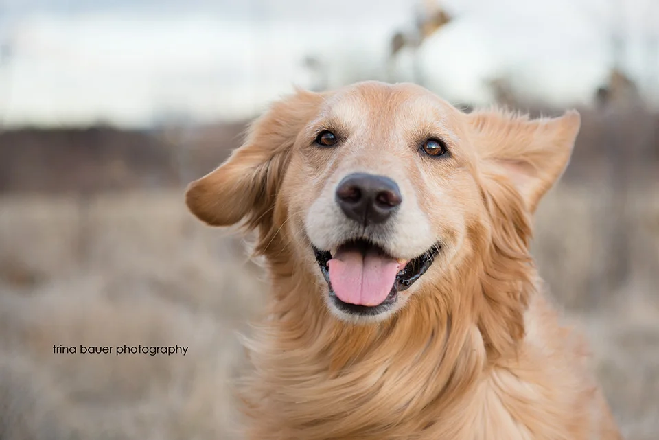 Lessons from the dog - let the wind blow in your face