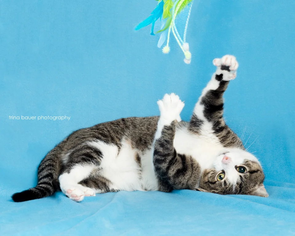 Adopt A Shelter Cat Month