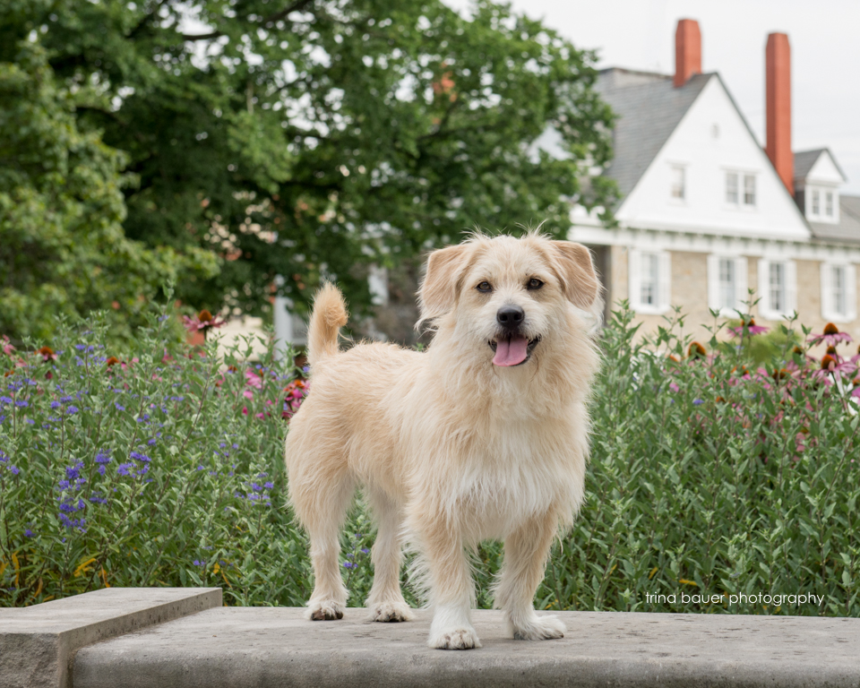 Lessons from the dog - Reward yourself for baby steps