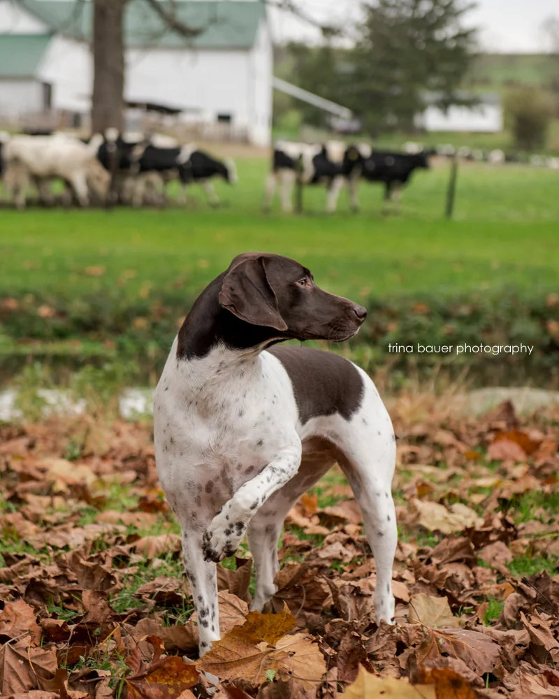 My dog would never sit still