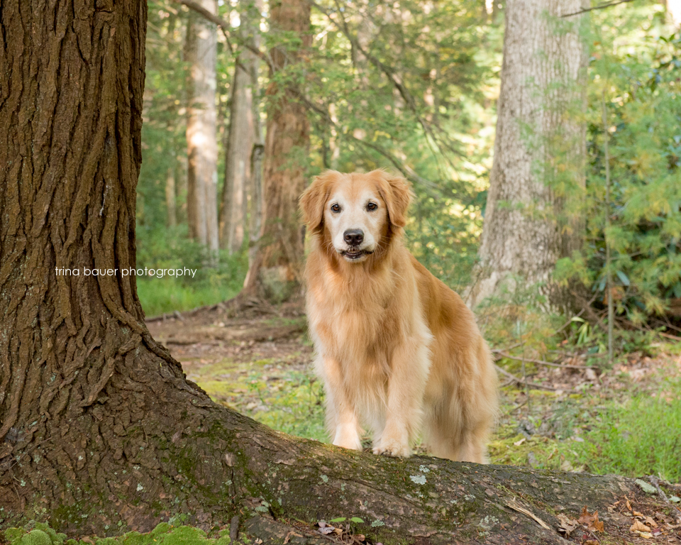 Local hikes to take with your dog