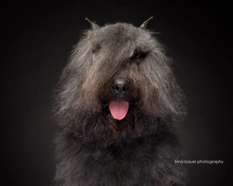 Pet photography workshop | Recap