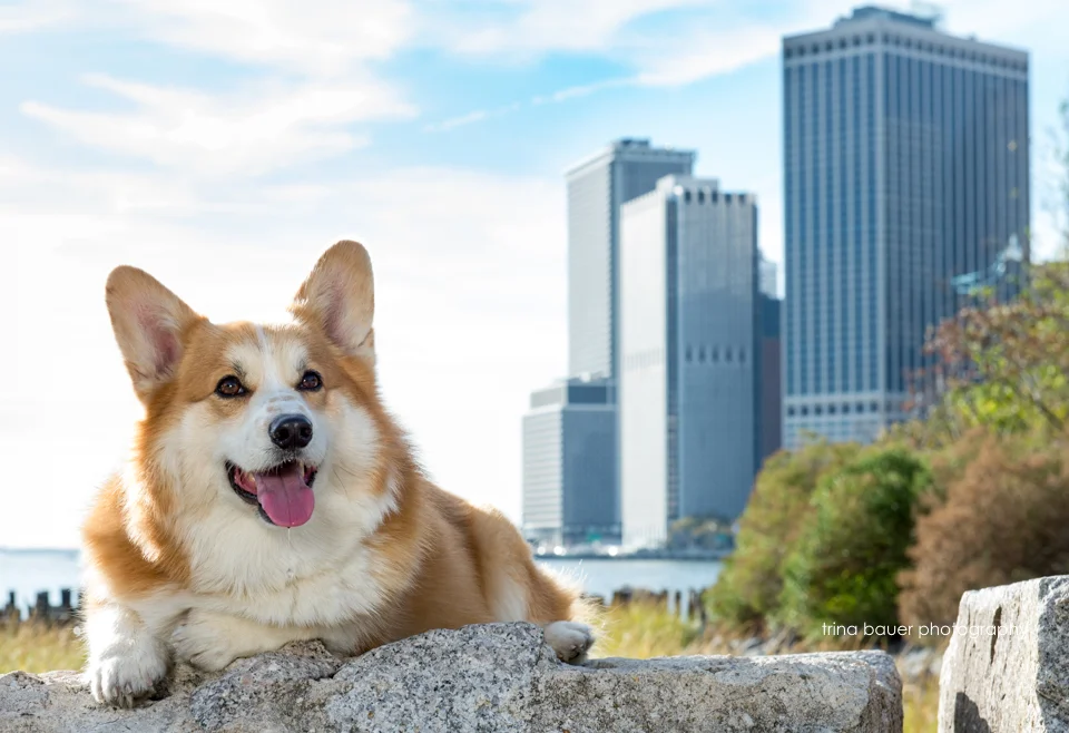 Pet photography sessions on the road!