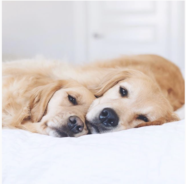 The best dog Instagram accounts to follow