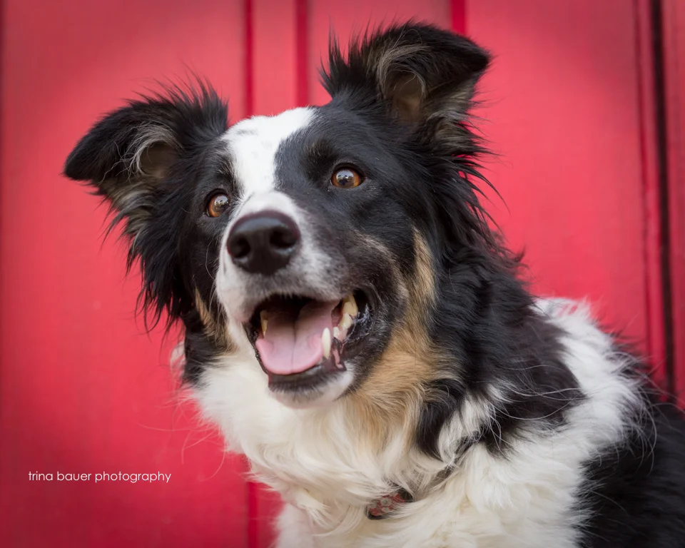 Lessons from the dog - Listen