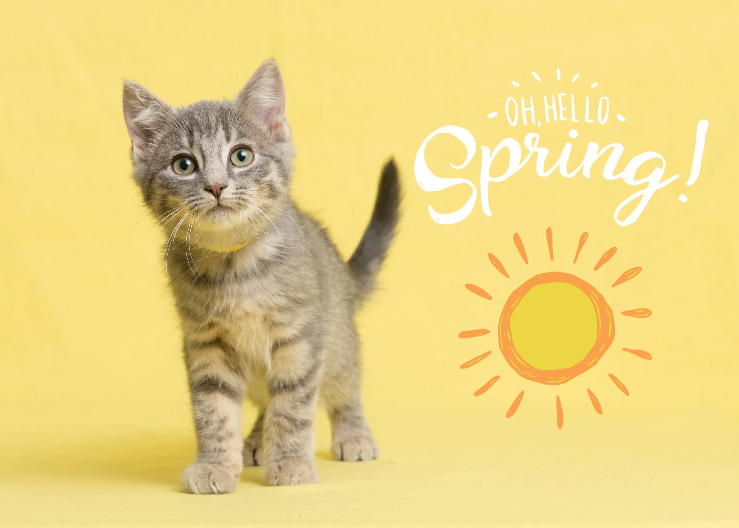 Spring cat fever! 