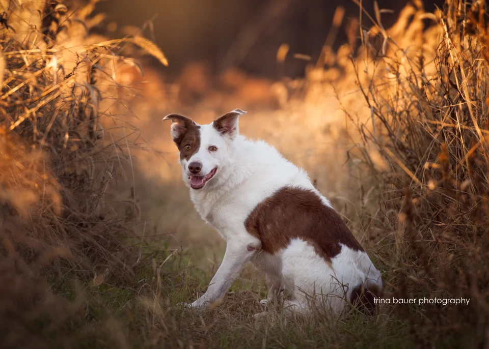 WPSU Connoisseur's Dinner Auction Winner 