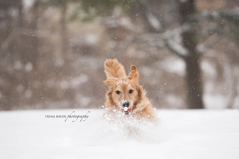 Lessons from the Dog - Make Your Own Fun