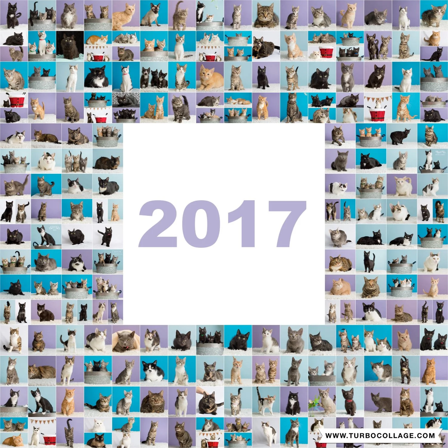 Making a difference for hundreds of shelter cats