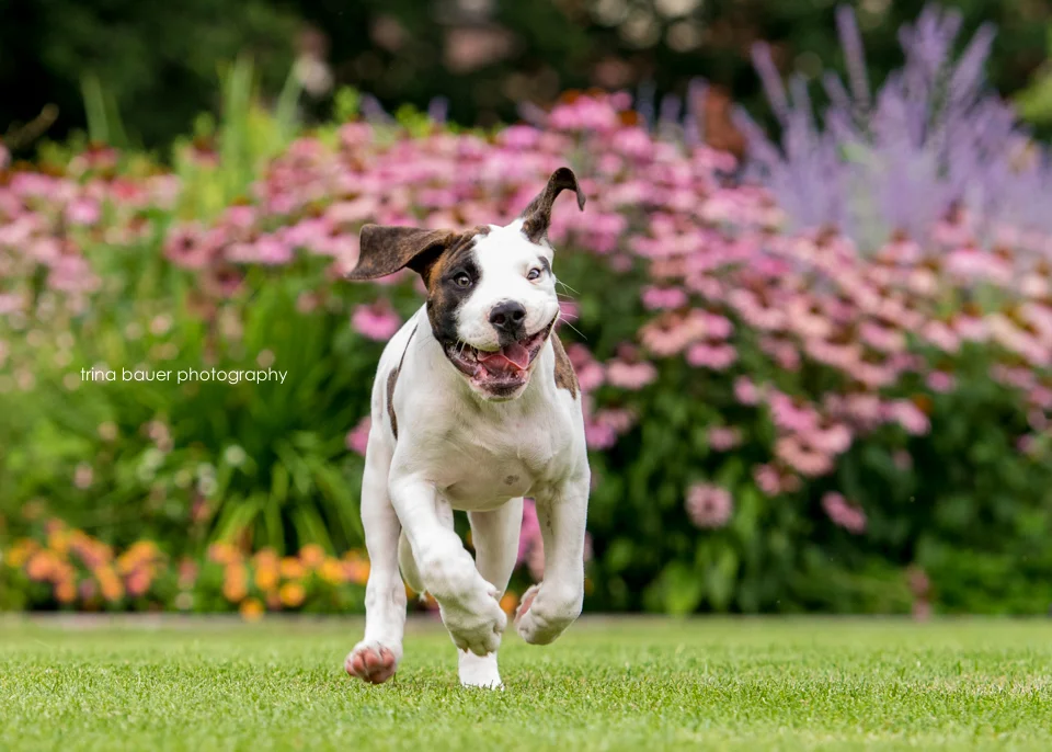 Briggs | State College pet photography