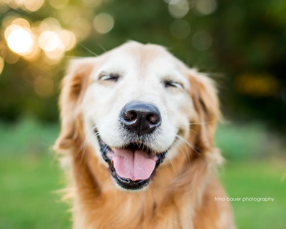 Lessons from the dog - Love Unconditionally